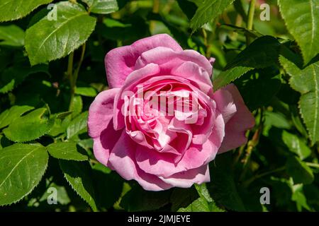 Rosa Mary Rose, Ausmary Rose Stock Photo