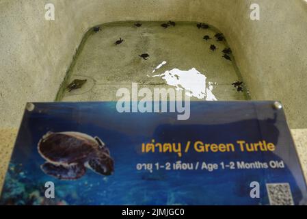 Chonburi, Thailand. 06th Aug, 2022. Sea Turtle Conservation Center is located in Sattahip naval base Royal Thai Navy, Chonburi, Thailand. This center is controlled by Air and Coastal Defense Command. Inside the this place, there are promoting the conservation of sea turtles, turtle ponds for baby sea turtles before. going to the sea, and the gallery of the turtle life cycle, over the weekends there will be people constantly taking their families on a trip. (Photo by Teera Noisakran/Pacific Press) Credit: Pacific Press Media Production Corp./Alamy Live News Stock Photo