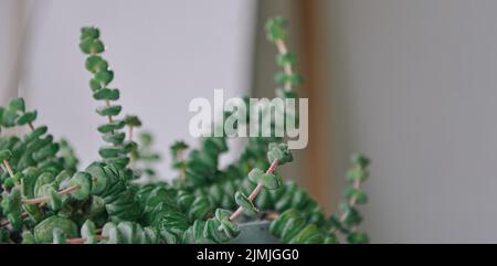 Crassula succulent plant in a pot indoor, concept of indoor gardening and houseplants Stock Photo