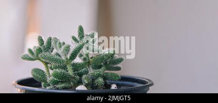 Succulent Delosperma echinatum, grown in terracotta pots in greenhouses, pickle plant or ice plant Stock Photo