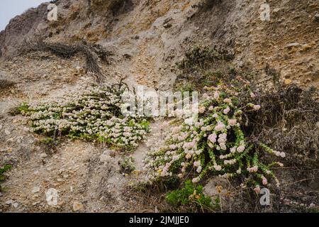 Seaside buckwheat, or coast buckwheat on the beach in bloom, California central coast. Eriogonum latifolium is native to the coastline of the western Stock Photo