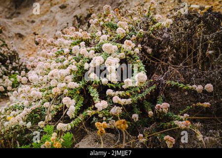 Seaside buckwheat, or coast buckwheat on the beach in bloom, California central coast. Eriogonum latifolium is native to the coastline of the western Stock Photo