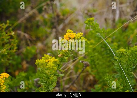 Wild buckwheat flower, or sulphur flower, in bloom on the beach, Eriogonum umbellatum. It is native to western North America from California to Colora Stock Photo