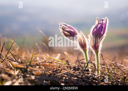 Purple pasque flower in spring Stock Photo