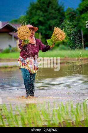 A Thai woman planting rice in Nakhon Nayok, Thailand Stock Photo
