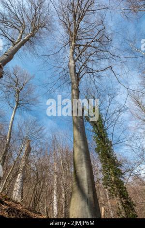 Beech (Fagus) trees in the forest in winter. Old beech trees crowns without leaves. Stock Photo