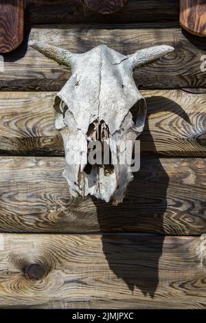 Skull of a cow on a wooden wall. Front view Stock Photo