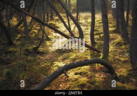 Forest wilderness. Uncultivated forest wilderness in Denmark - Odde Natural Park. Stock Photo