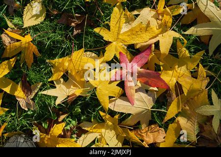 Leaves of an American sweetgum tree, Liquidambar styraciflua on the ground in autumn Stock Photo