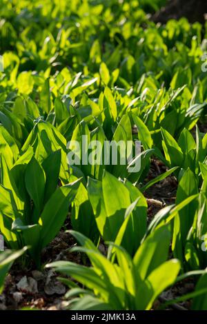 Wild garlic (Allium ursinum) green leaves in the forest. The plant is also known as ramsons, buckrams, broad-leaved garlic, wood Stock Photo