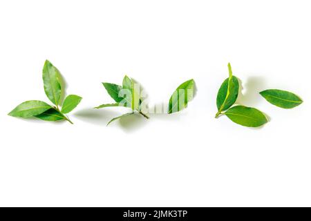 Bay leaf. Branches of laurel leaves, isolated on a white background Stock Photo