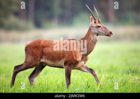 Red deer in a clearing in the wild Stock Photo