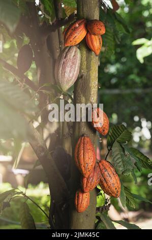 Ready for ripe cacao pods hang on tree close up view Stock Photo