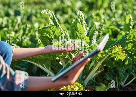 Organically grown veggies always look and taste better. an unrecognizable female farmer using a digital tablet while inspecting crops on her farm. Stock Photo