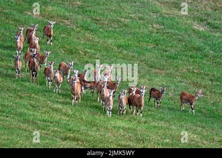 European mouflon (Ovis gmelini musimon). Stock Photo