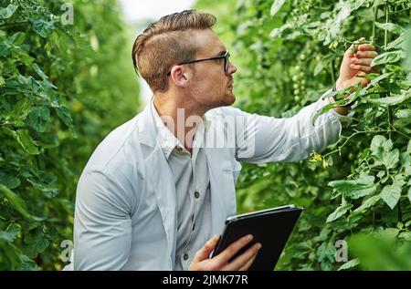 According to my research these are growing quite perfectly. a handsome young scientist using a digital tablet while studying plants and crops outdoors Stock Photo