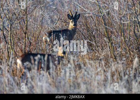 Roebuck with velvet-covered antlers and a doe in early morning in hoarfrost landscape Stock Photo