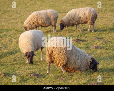 Sheeps in westphalia Stock Photo