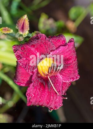 'Purple Rain' Daylily, Daglilja (Hemerocallis) Stock Photo