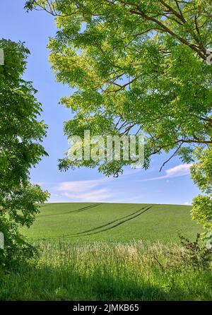 Rolling Green fields and blue sky framed by trees. Rolling Green fields and blue sky framed by trees - lots of copy space. Stock Photo