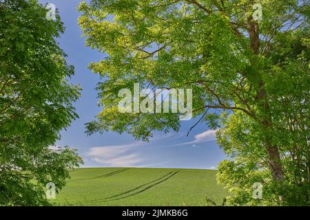Rolling Green fields and blue sky framed by trees. Rolling Green fields and blue sky framed by trees - lots of copy space. Stock Photo