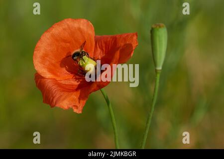 Common poppy Stock Photo