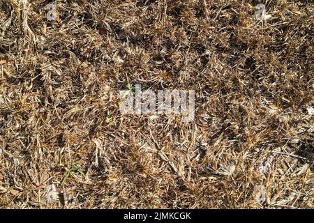 Dry grass, dry lawn, drought