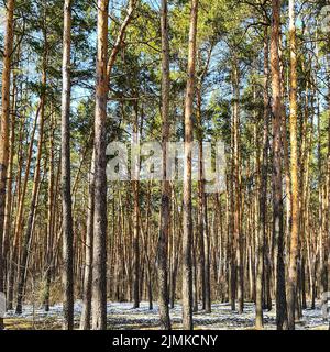 Spring in pine forest. Tall pine trunks and unmelted snow Stock Photo