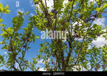 Plums on a plum tree Stock Photo