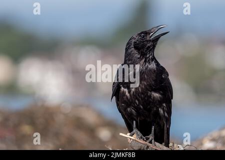 Crow on tree. Carrion crow perching on tree branch. One isolated corvus corone. Tranquil scene. Stock Photo