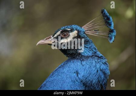 Cute blue bird by Galina Vasiagina