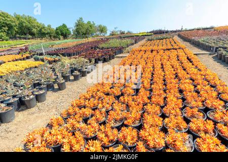 Rows of orange jelly bean sedum succulent plants with red margins on the foliage. Large field of potted colorful succulent plants with walkways in bet Stock Photo