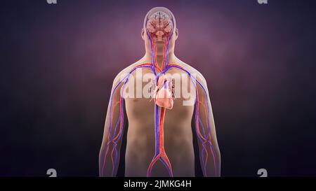 3d illustration of human heart and cardiogram on abstract futuristic blue  background. Concept of digital technologies in medicine Stock Photo - Alamy