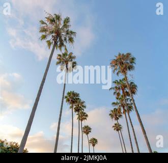 Low angle view of palm trees at La Jolla in California. Columns of tall thin palm trees against the view of sunset sky with clouds. Stock Photo