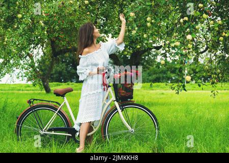 Woman on the bicycle is picking fresh apples from the tree in the village garden Stock Photo