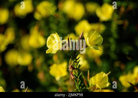 Many vivid yellow flowers and green leaves of Oenothera plant, commonly known as evening primrose, suncups or sundrops, in a garden in a sunny summer Stock Photo