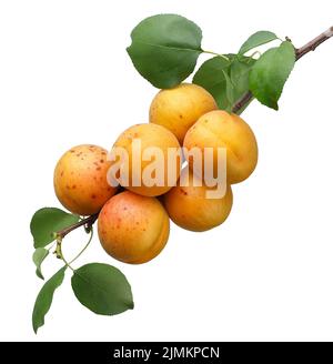 ripe apricots hanging on branch with leaves isolated on white Stock Photo
