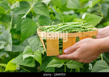 hands holding harvest of fresh green beans in basket Stock Photo