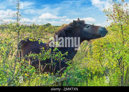 A large brown horse grazes in a meadow and eats leaves from a tree. Copenhagen, Denmark Stock Photo