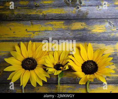 Three yellow sunflowers leaning on rustic wood Stock Photo