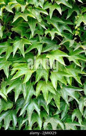 Grape leaves Stock Photo