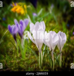 Springtime with white corcus flowers in the meadow Stock Photo