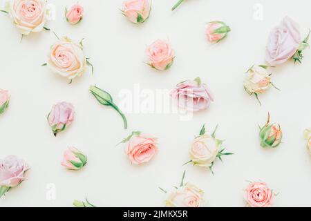 rose pattern background multicolor flower buds Stock Photo