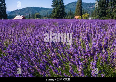 Beautiful Lavender fields in Mount Hood, Oregon Stock Photo