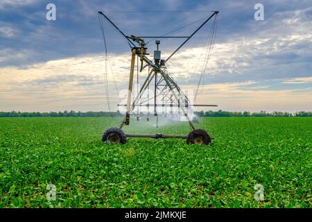 Watering beets in a large field using a self-propelled sprinkler system ...
