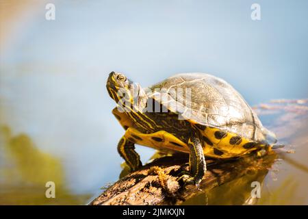 A painted turtle gets some sun on a log on a lake Stock Photo