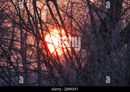 The setting sun shining through the trees in the forest Stock Photo