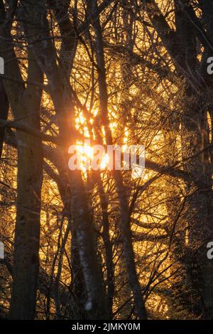 The setting sun shining through the trees in the forest Stock Photo