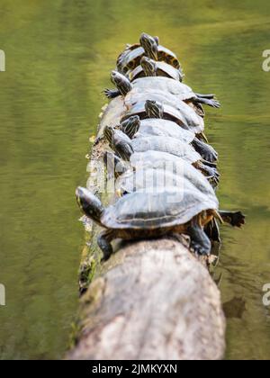Many turtles sun themselves on a log in a pond Stock Photo