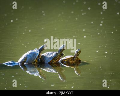 A painted turtle gets some sun on a log in spring Stock Photo